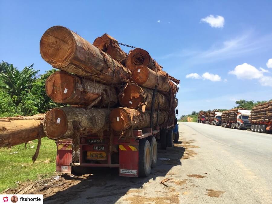 Truck loaded with tree trunks. Deforestation because of palm oil is a big problem!