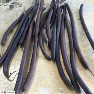 Cassia fistula pods after harvesting them straight of the tree in Malaysia. Nature's natural super laxative!