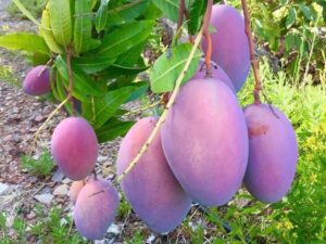 Purple mangoes hanging on the tree in Spain at Ramon's farm. Probably the best fruit in Europe?