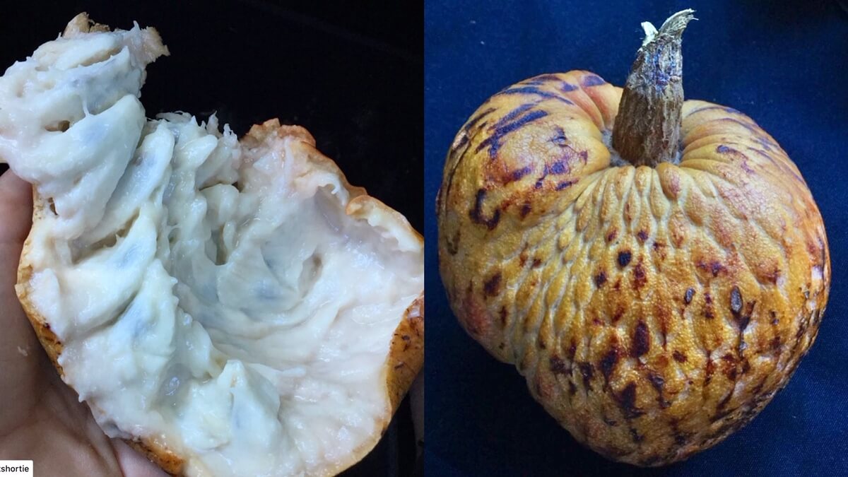 Yellow Annona Reticulata custard apple. From the outside and cut open.